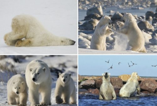 A polar bear rubbing his belly against the snowy ground; two polar bears wrestling; a polar bear mother and her cubs; and two polar bears reclining on rocks.