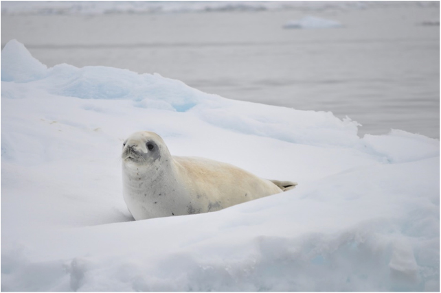 A baby seal sits pretty in the snow.