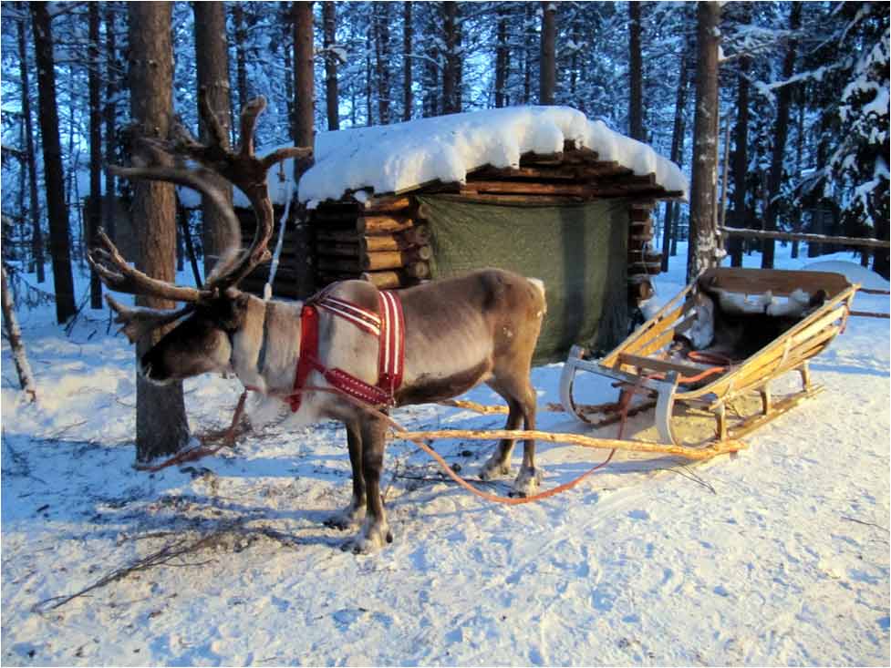 A reindeer and a sled