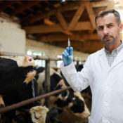 A doctor holding a syringe in a cow pen. Cows are hanging out in the background.