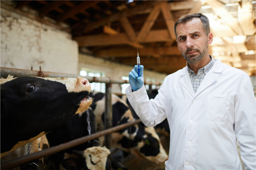 A doctor holding a syringe in a cow pen. Cows are hanging out in the background.