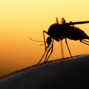 Silhouette of a mosquito on human skin