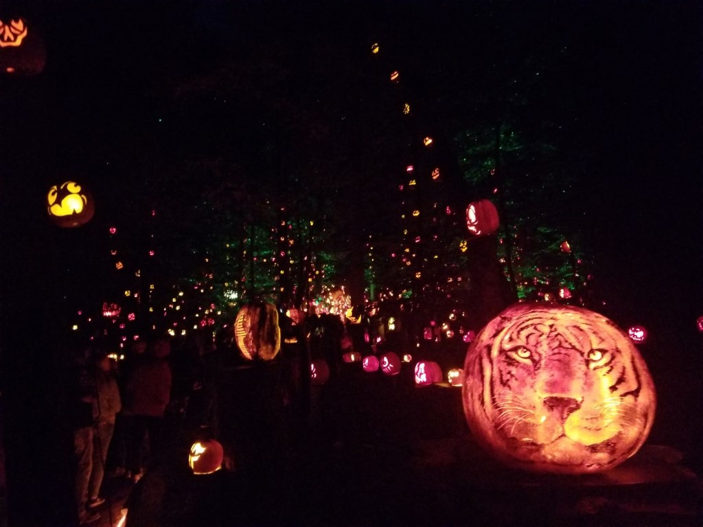 Jack O-Lanterns lit along a trail