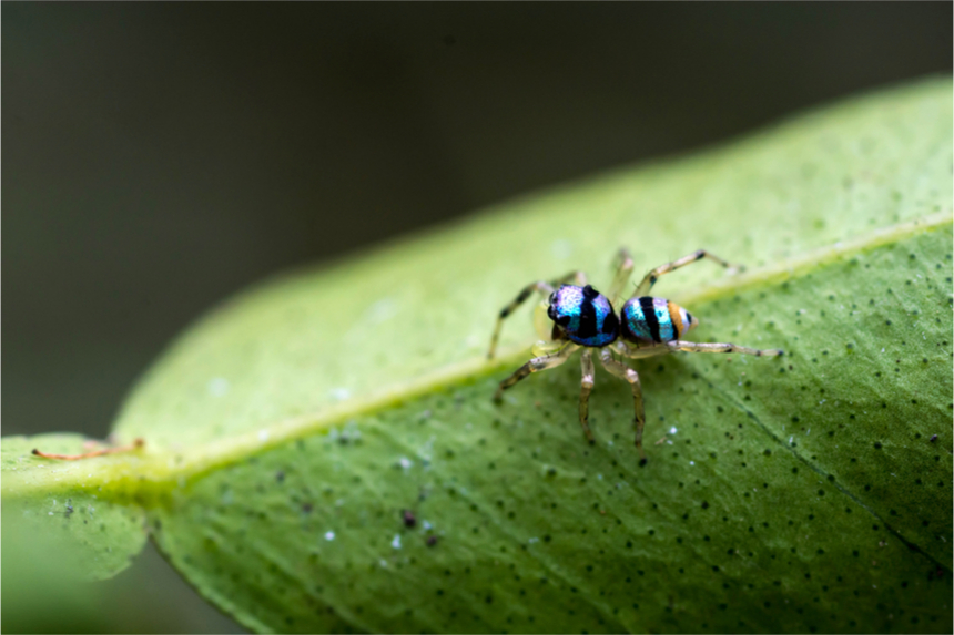 Spider on a leaf