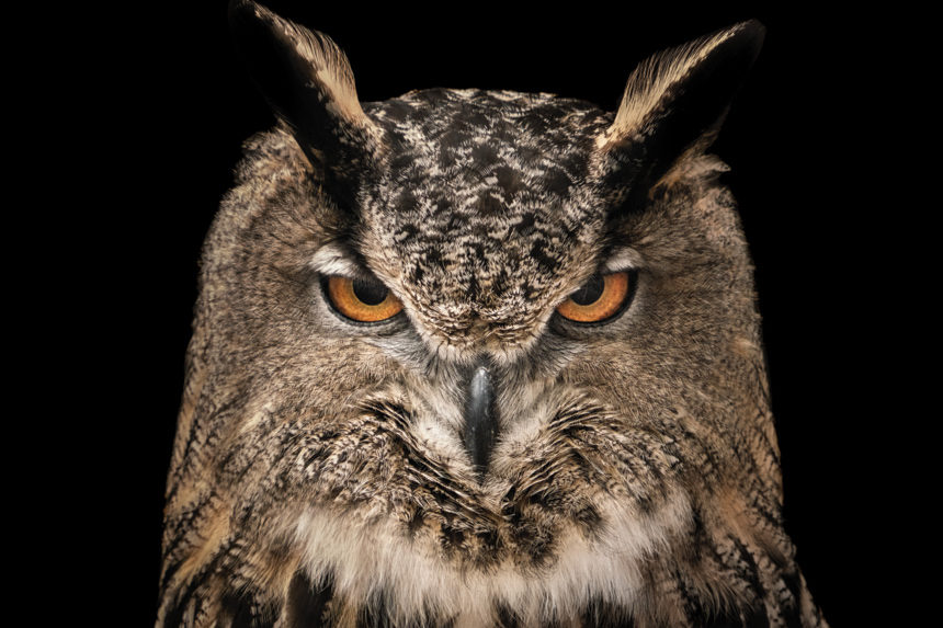 An intimidating owl