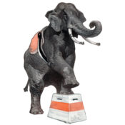 Elephant standing on a platform.