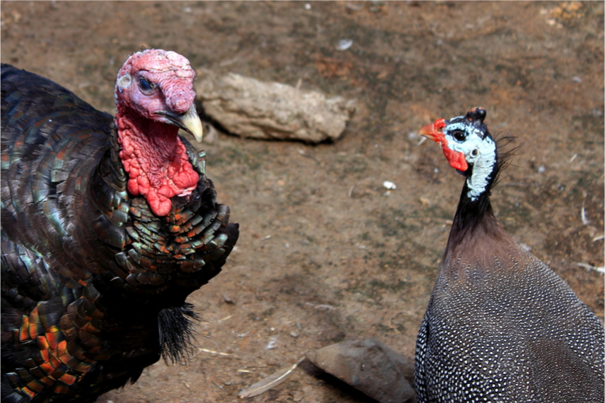 Two turkeys