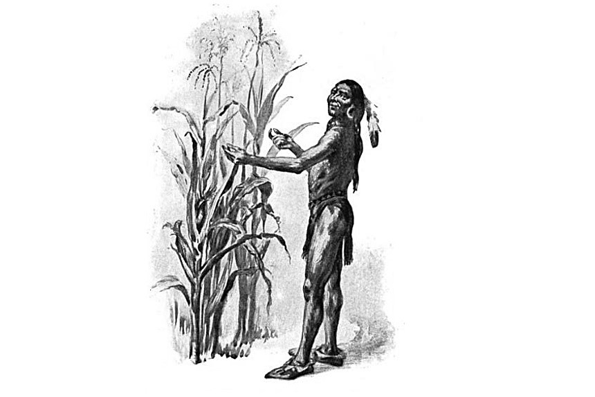 Illustration of Tisquantum, also known as Squanto, tending corn,