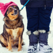Human in winter clothing walking their dog in the snow. The dog is wearing a pink wool hat.