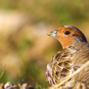 A partridge looking back