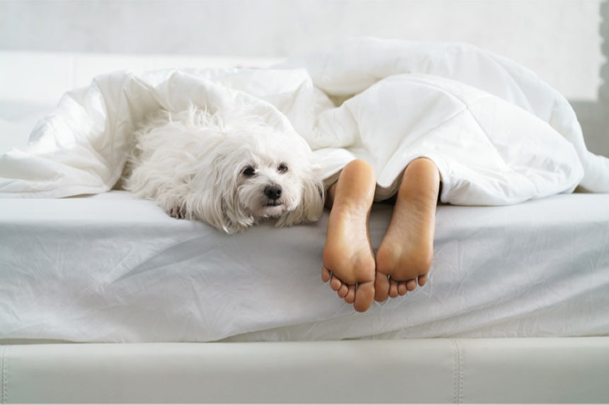 A person is sleeping in a bed with a fluffy dog