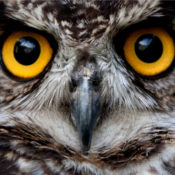 An extreme closeup of an owl.
