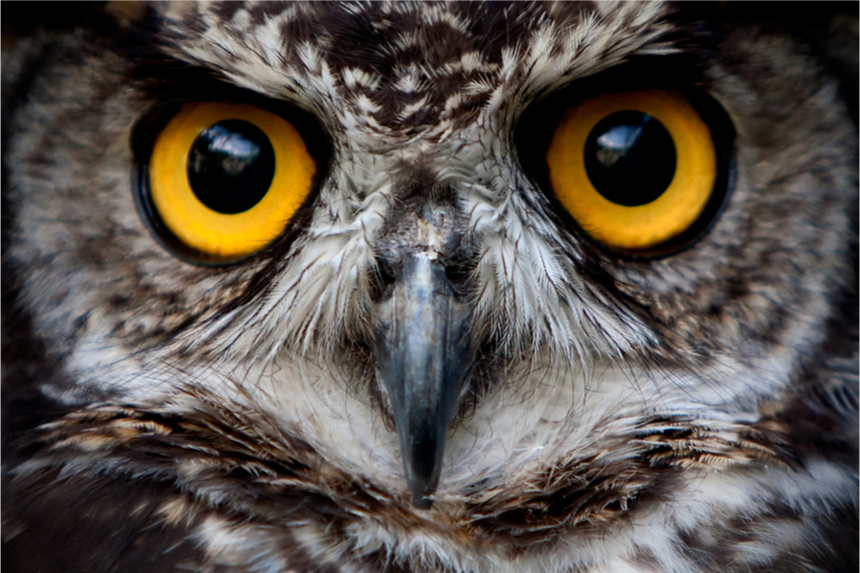 An extreme closeup of an owl.