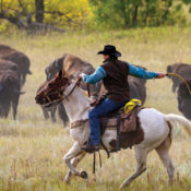 Cowboy herding buffalo