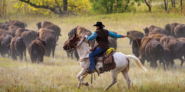 Cowboy herding buffalo