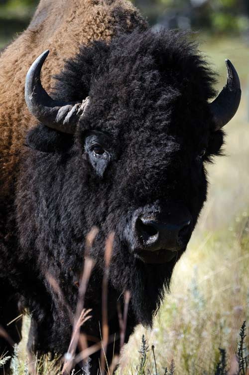 Closeup of buffalo