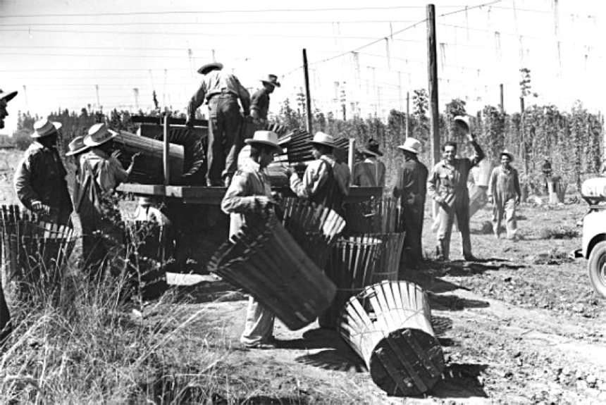 Mexican-American laborers loading baskets of hops onto a truck.
