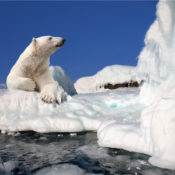 Polar bear sitting nicely on a floating patch of ice.