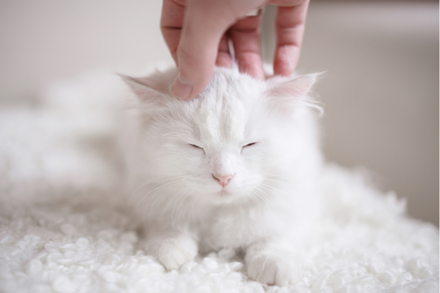 A cat getting its head scratched by its owner as it sits on a rug