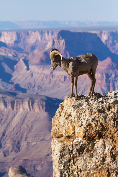 Ram on a cliff overlooking the Grand Canyon