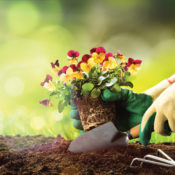 Gardener plainting flowers in soil