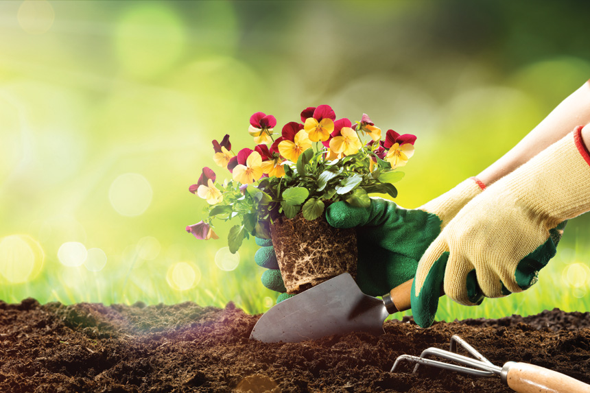 Gardener plainting flowers in soil