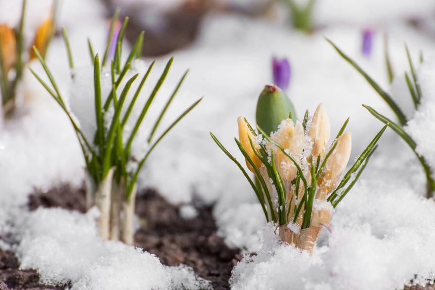 Tulups growing out of a snow covered ground in early Spring