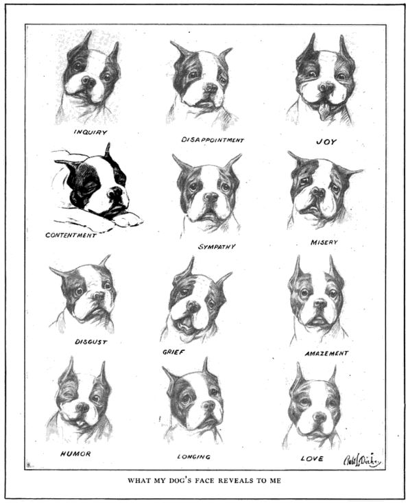 Dog faces