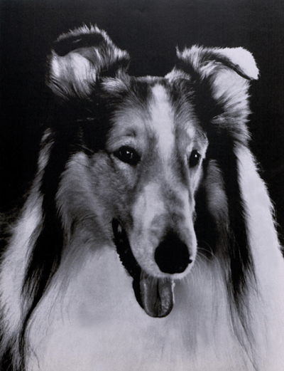 Closeup of Lassie