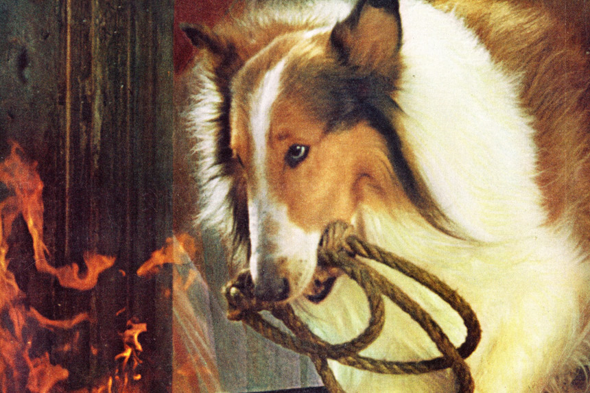 The Saga of Lassie The Saturday Evening Post