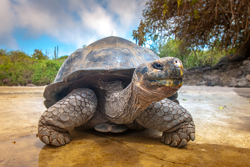 A Galapagos tortoise.