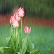 Rain on flowers