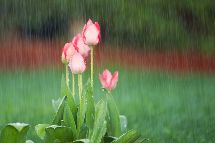 Rain on flowers