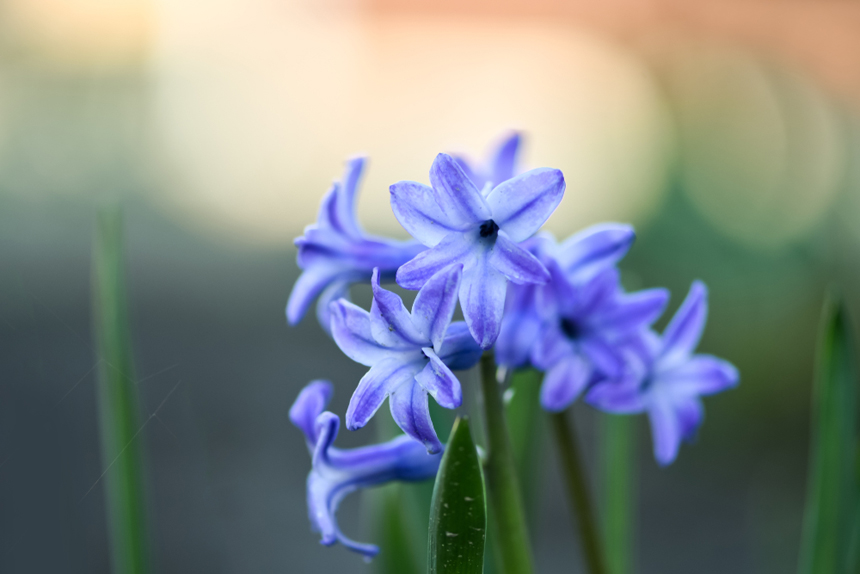 Close up of a hyacinth flower