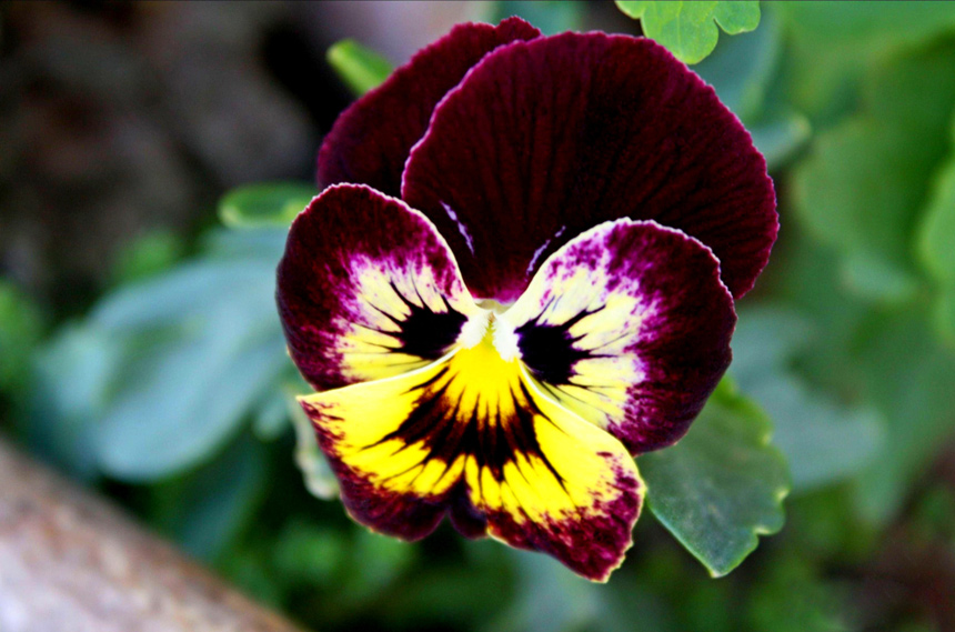 A pansy