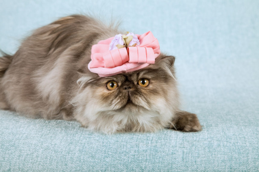 Persian cat wearing a hat