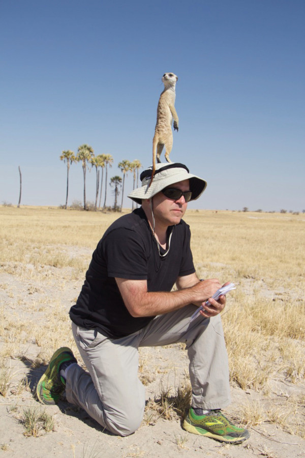 A meerkat perches on top of Todd Pitock's head as he takes notes in Botswana.
