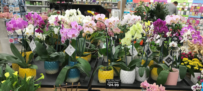 Flowers for sale at a supermarket