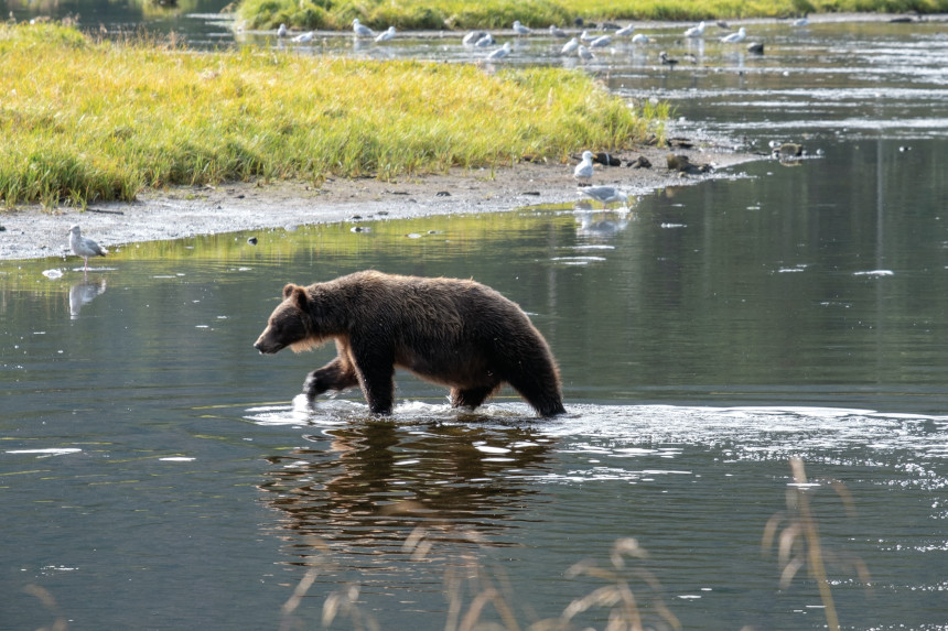 Grizzly bear crosses a shallow stream.