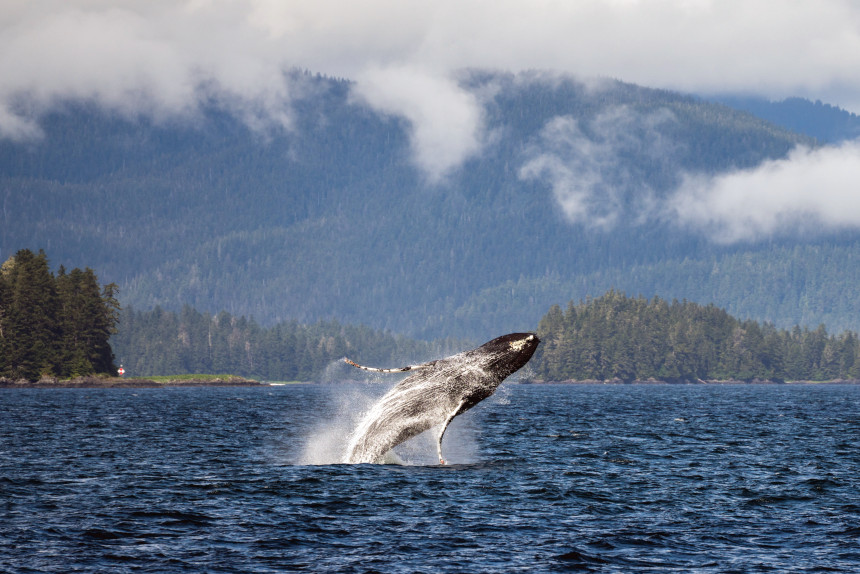 A humpback whale jumps out of the water.