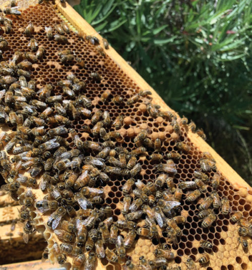 A closeup of a beehive, covered in honeybees!