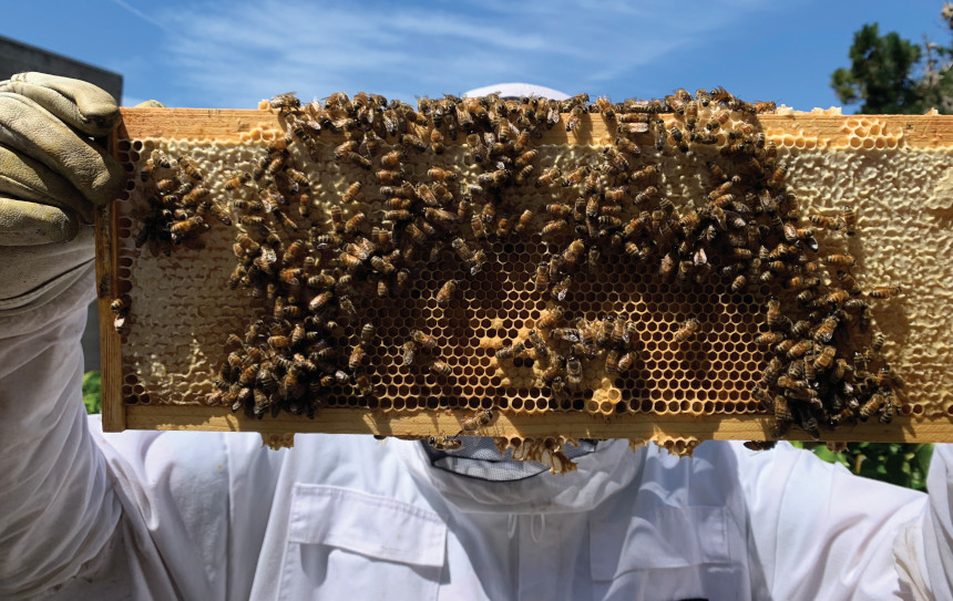 Beekeeper holding up a hive covered with honeybees.