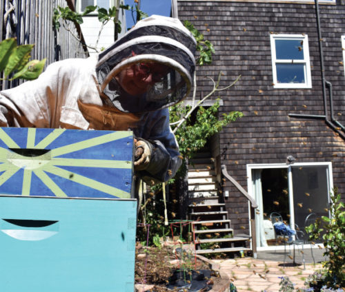A beekeeper, Gigi Trabant, opens a hive to inspect the insects inside.