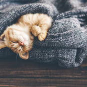 A orange tabby kitten sleeping in a warm blanket.