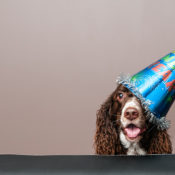 Border collie wearing a party hat