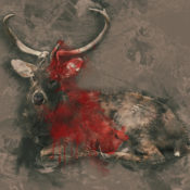 Image of a deer with blood on it.