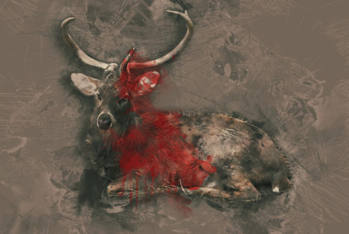 Image of a deer with blood on it.