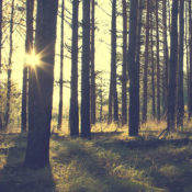 A forest in the late afternoon.