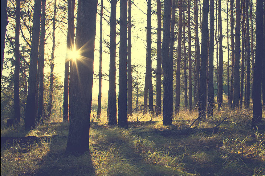 A forest in the late afternoon.