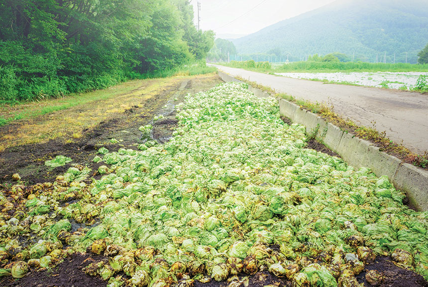 A pile of lettuce dumped in a landfill